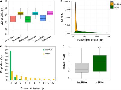 Identification and Functional Analysis of lncRNA by CRISPR/Cas9 During the Cotton Response to Sap-Sucking Insect Infestation